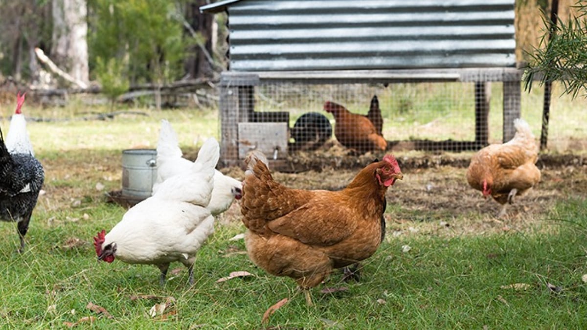 Enclos poulailler 3 m² pas cher idéal pour parc à poules