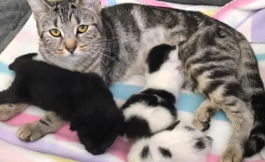 Illustration : "Une chatte déprimée après une grossesse difficile, se bat pour son chaton et adopte 2 chatons orphelins"