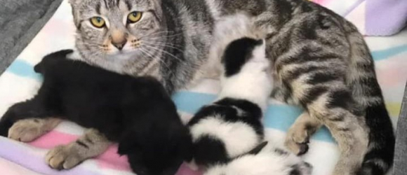 Illustration : "Une chatte déprimée après une grossesse difficile, se bat pour son chaton et adopte 2 chatons orphelins"