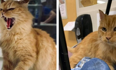 Illustration : "Un refuge poste une annonce insolite et géniale pour l'adoption d'un chat bien particulier"