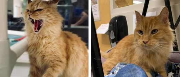 Illustration : "Un refuge poste une annonce insolite et géniale pour l'adoption d'un chat bien particulier"