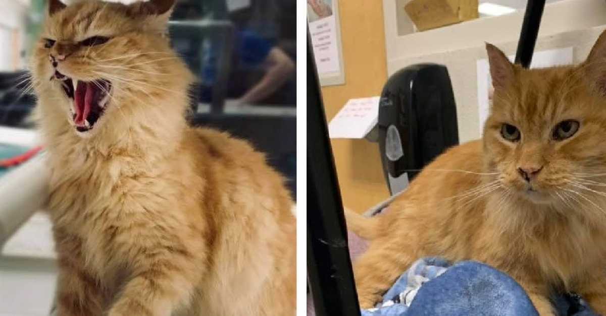 Un Refuge Poste Une Annonce Insolite Et Geniale Pour L Adoption D Un Chat Bien Particulier Un Refuge Poste Une Annonce Insolite Et Geniale Pour L Adoption D Un Chat Bien Particulier