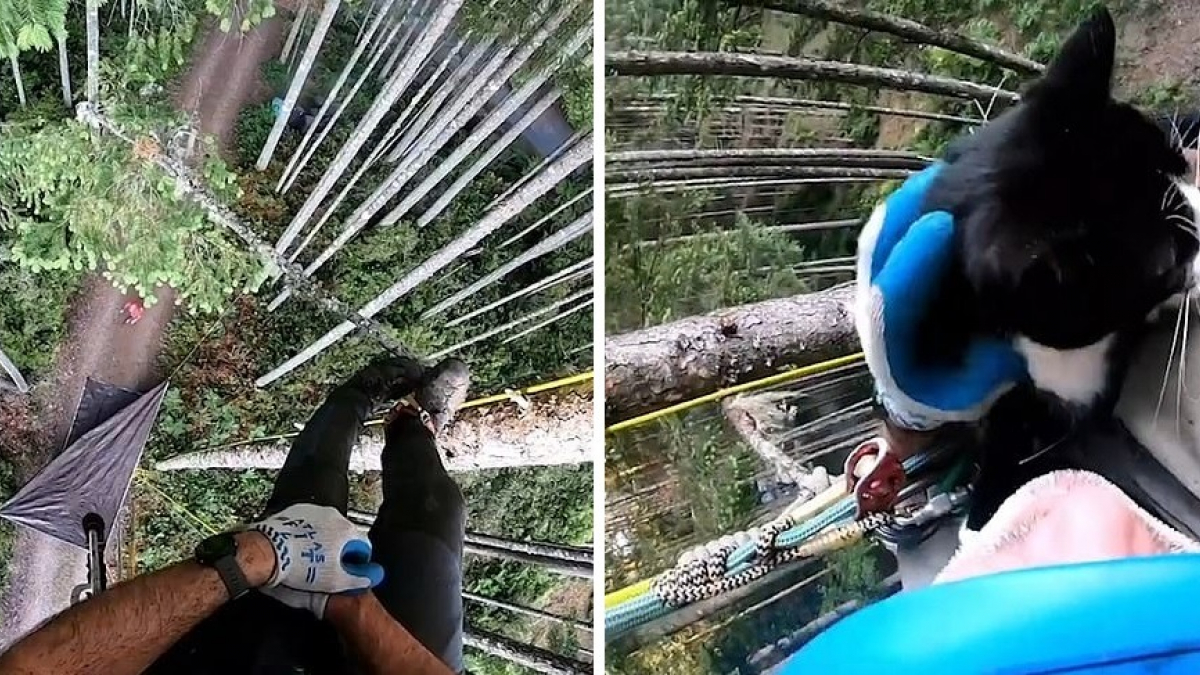 Illustration : "Les images vertigineuses d'un duo d'arboriculteurs qui s'est spécialisé dans le sauvetage des chats perdus sur des arbres gigantesques"