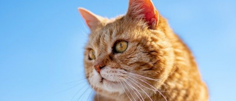 Illustration : "15 pratiques à éviter avec votre chat"