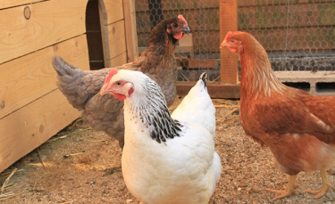 Illustration : "Combien de poules acheter ?"