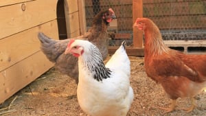 Illustration : "Combien de poules acheter ?"