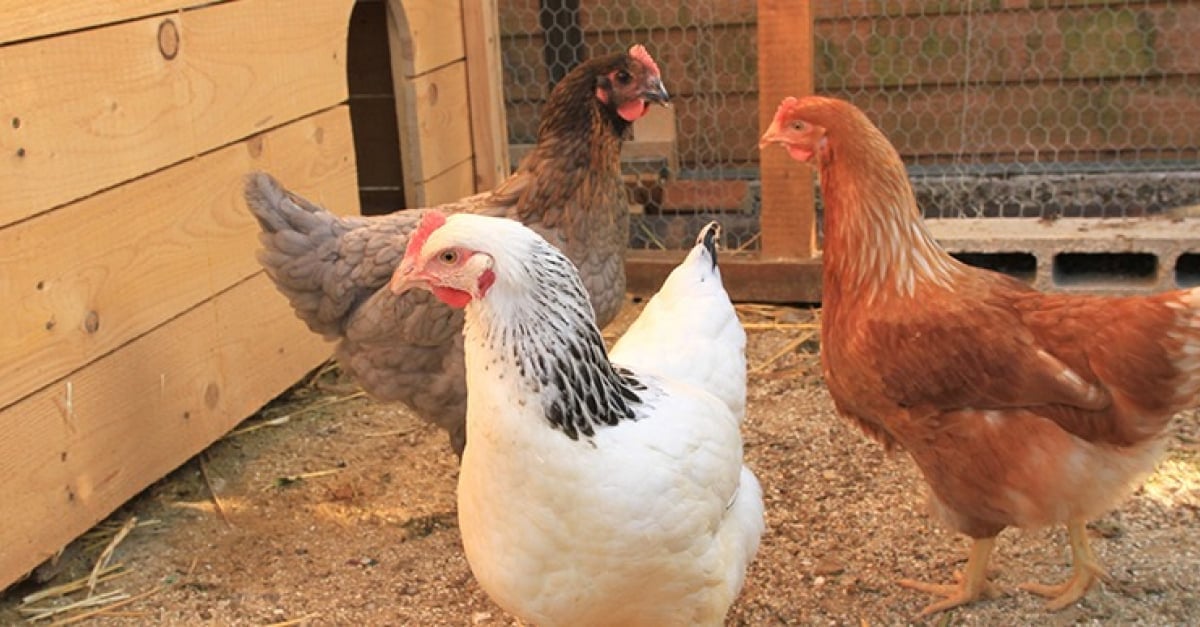 Combien de poules acheter pour mon jardin