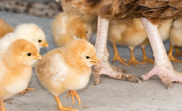 Illustration : "La reproduction chez la poule"