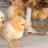 Illustration : La reproduction chez la poule