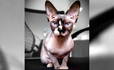 Illustration : "Un chat Sphynx sert de thérapie et réconforte les enfants ayant subi des traumatismes"