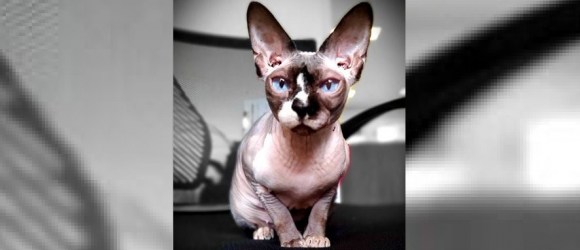 Illustration : "Un chat Sphynx sert de thérapie et réconforte les enfants ayant subi des traumatismes"
