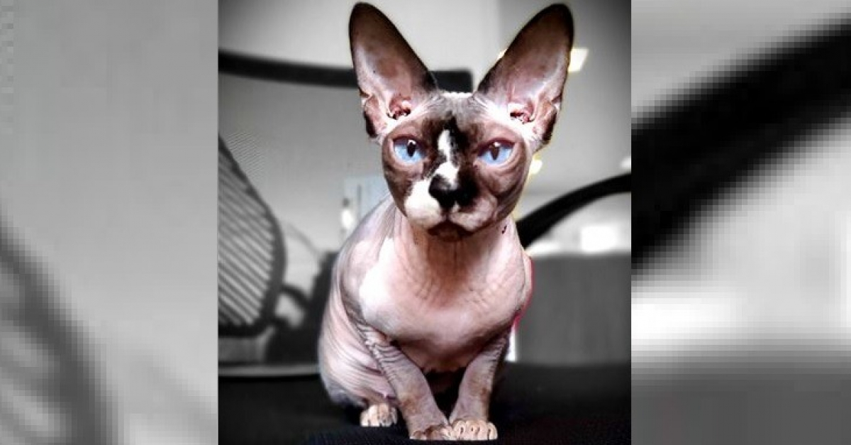 Un Chat Sphynx Sert De Therapie Et Reconforte Les Enfants Ayant Subi Des Traumatismes Un Chat Sphynx Sert De Therapie Et Reconforte Les Enfants Ayant Subi Des Traumatismes