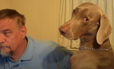 Illustration : "Un homme joue l'ignorance avec son chien, mais le Braque de Weimar fait tout pour le faire perdre (vidéo)"
