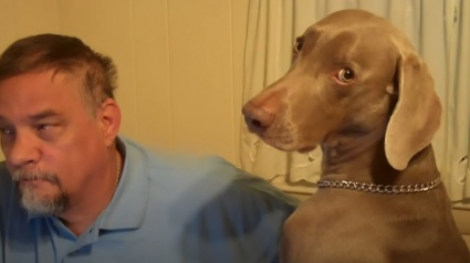 Illustration : Un homme joue l'ignorance avec son chien, mais le Braque de Weimar fait tout pour le faire perdre (vidéo)