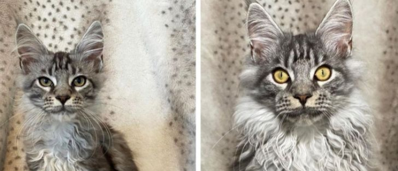 Illustration : "15 histoires d'adoption prouvant que c'est la meilleure chose qui soit arrivée à ces animaux "