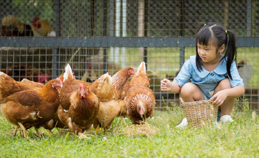 Illustration : "Partir en vacances quand on a des poules"