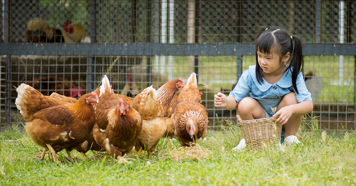 Partir en vacances quand on a des poules : puis-je les laisser seules