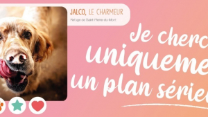 Illustration : La SPA organise sa Saint-Valentin avec 3000 animaux à l'adoption et recherchant un "plan sérieux"
