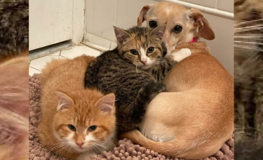Illustration : "Une chienne devient la maman de 2 chatons timides et retrouvés dans une cour"