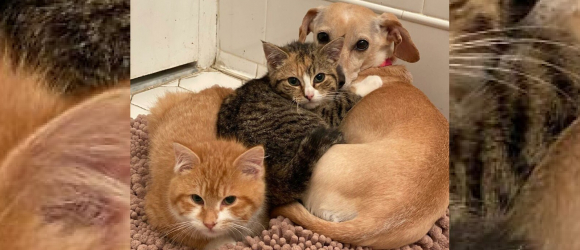 Illustration : "Une chienne devient la maman de 2 chatons timides et retrouvés dans une cour"