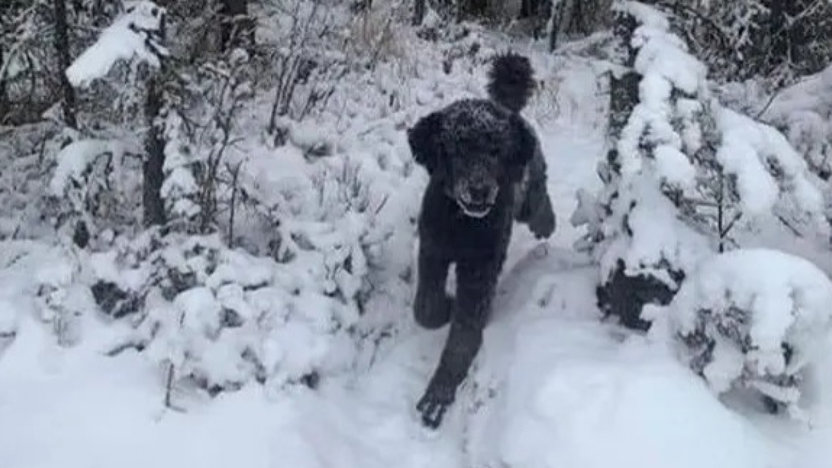 Illustration : "Un chien ou un homme qui marche dans la neige ? L'illusion d'optique qui interroge le web !"