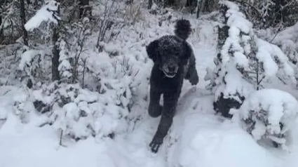 Illustration : Un chien ou un homme qui marche dans la neige ? L'illusion d'optique qui interroge le web !