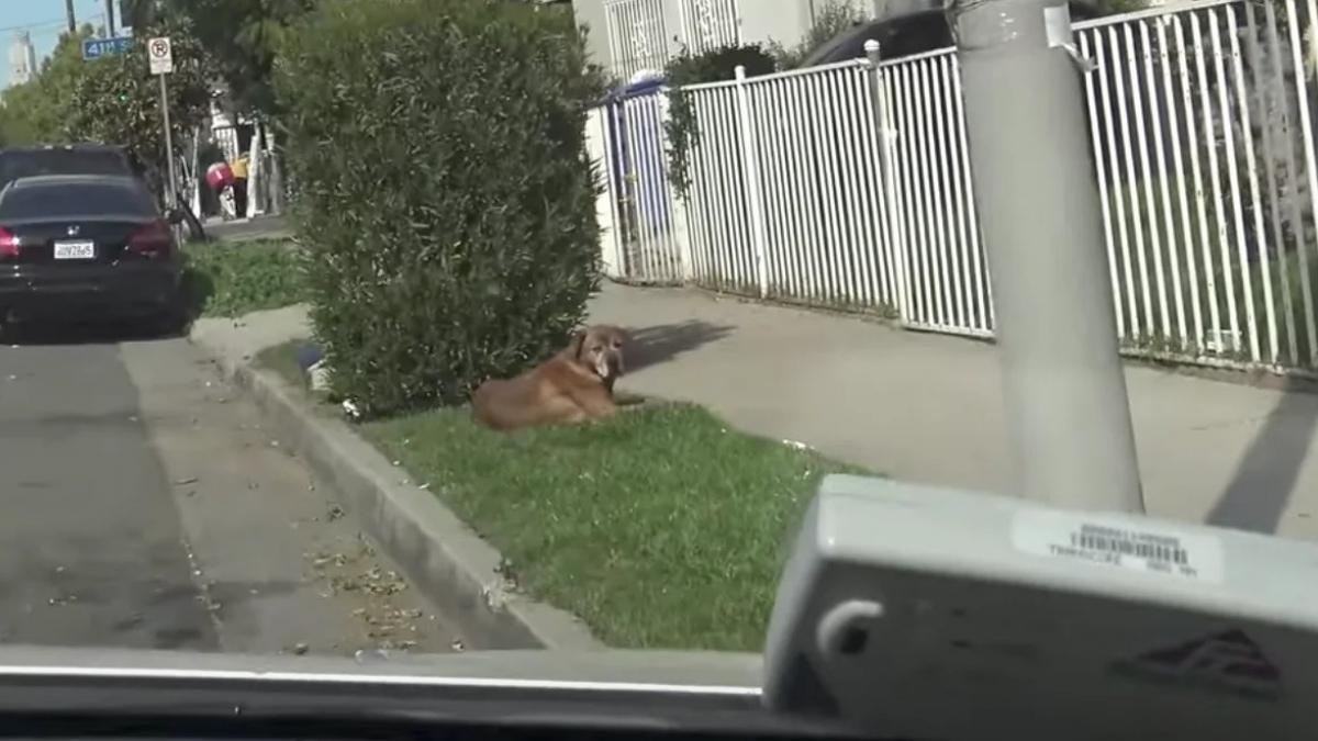 Illustration : "Un chien erre dans son quartier pendant 1 an après le départ et l'abandon de sa famille"