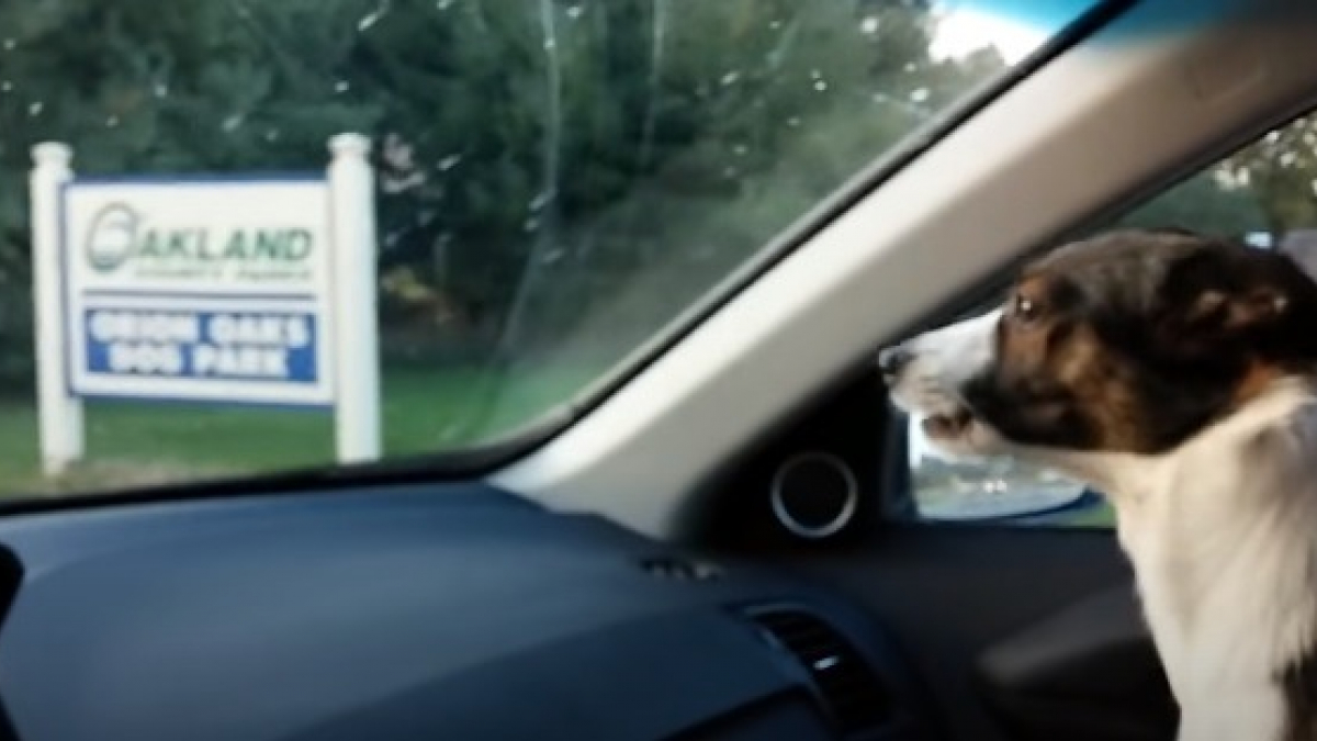 Illustration : "Un petit chien manifeste sa joie immense dès qu'il s'approche d'un parc canin (vidéo)"