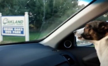 Illustration : "Un petit chien manifeste sa joie immense dès qu'il s'approche d'un parc canin (vidéo)"