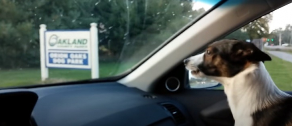 Illustration : "Un petit chien manifeste sa joie immense dès qu'il s'approche d'un parc canin (vidéo)"