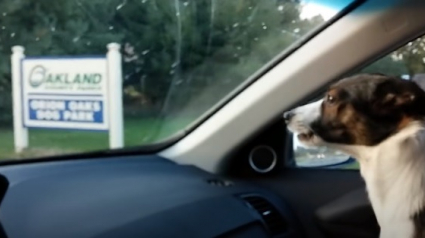 Illustration : Un petit chien manifeste sa joie immense dès qu'il s'approche d'un parc canin (vidéo)