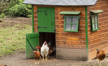 Illustration : "Choisir un poulailler pour 6, 7 ou 8 poules"