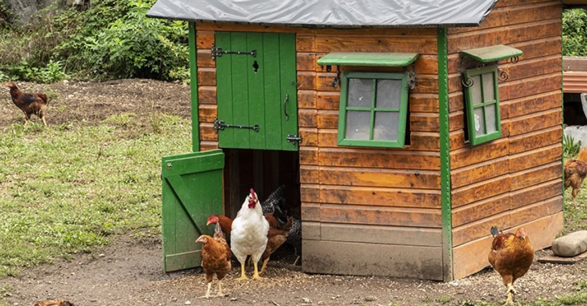 Choisir un poulailler pour 6 à 8 poules : guide du0027achat pour bien 