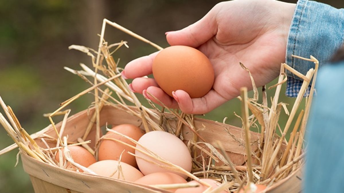 Illustration : "Mes poules pondent des œufs mous : pourquoi ?"