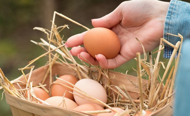 Illustration : "Mes poules pondent des œufs mous : pourquoi ?"