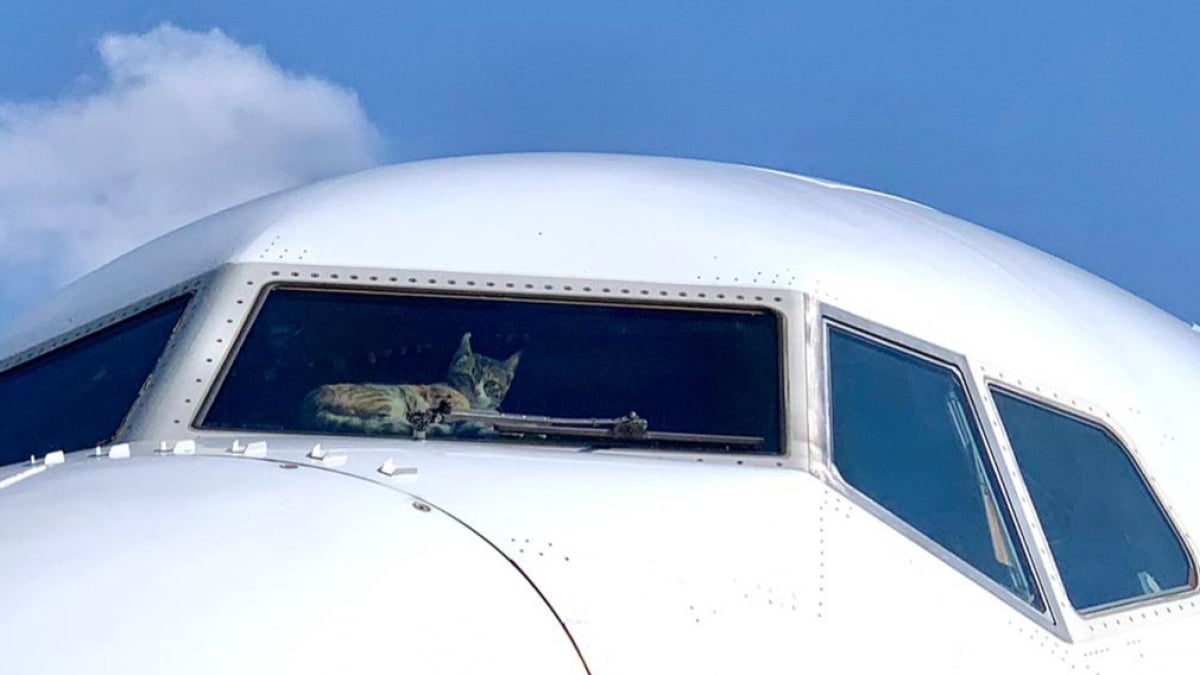 Illustration : "Un chat s'introduit dans le cockpit d'un avion et crée d'importants dégâts !"