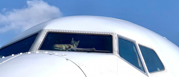 Illustration : "Un chat s'introduit dans le cockpit d'un avion et crée d'importants dégâts !"