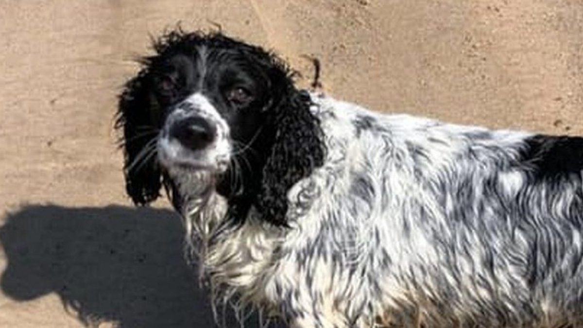 Illustration : "Un chien perdu en pleine mer retrouvé 16 heures plus tard sur la terre ferme"