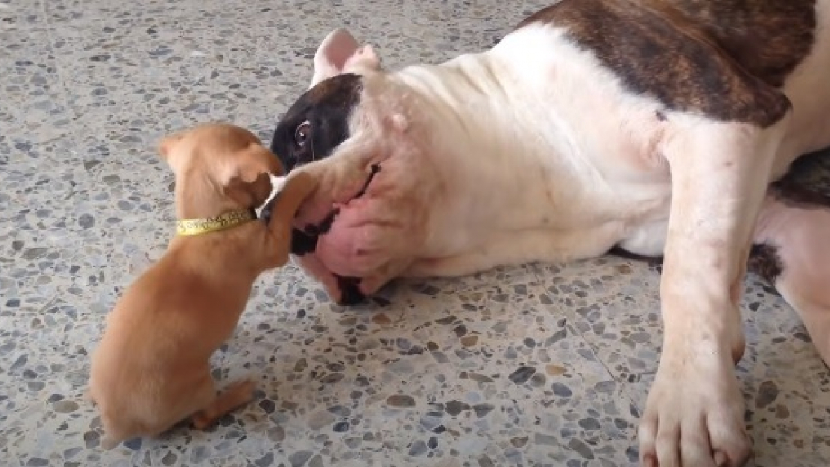 Illustration : "Un minuscule Chihuahua taquine et prend de gros risques pour convaincre un Bulldog de jouer avec lui (vidéo)"