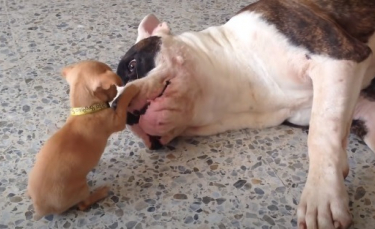 Illustration : "Un minuscule Chihuahua taquine et prend de gros risques pour convaincre un Bulldog de jouer avec lui (vidéo)"