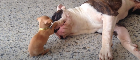 Illustration : "Un minuscule Chihuahua taquine et prend de gros risques pour convaincre un Bulldog de jouer avec lui (vidéo)"