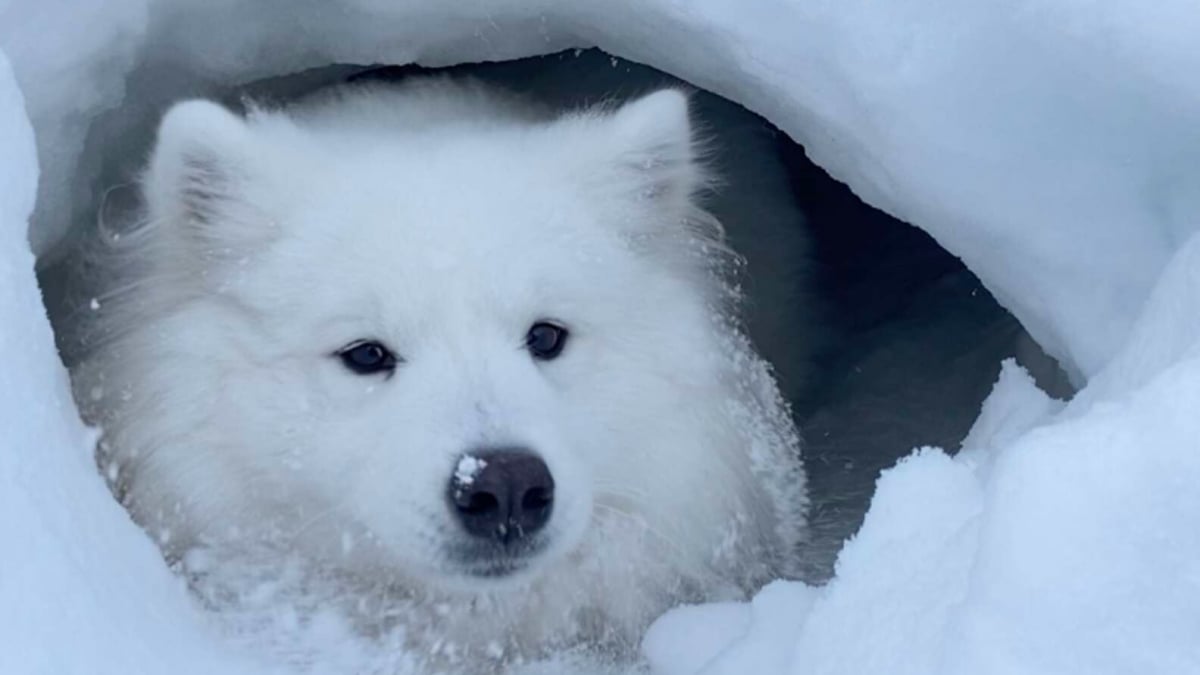 Illustration : "Un chien découvre une grotte enneigée et décide d'en faire sa nouvelle maison ! "