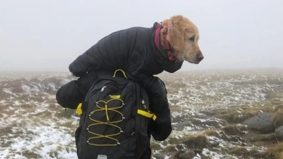 Illustration : "Un chien perdu dans les montagnes pendant 2 semaines survit miraculeusement et retrouve ses propriétaires grâce à un couple de médecins  "