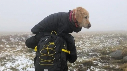 Illustration : Un chien perdu dans les montagnes pendant 2 semaines survit miraculeusement et retrouve ses propriétaires grâce à un couple de médecins  