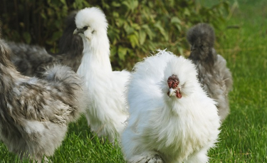 Illustration : "Poules d'ornement : les plus belles races"