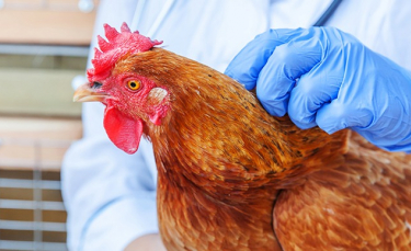Illustration : "Traiter la coccidiose chez la poule"