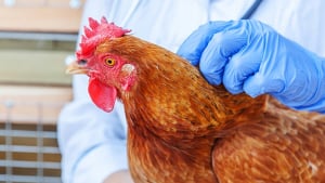 Huile de cade pour traiter les poules : explication, utilisation