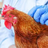 Illustration : Traiter la coccidiose chez la poule