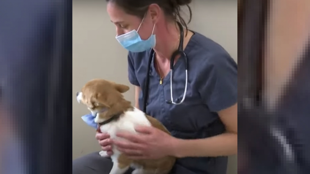Illustration : "Une vétérinaire sauve la vie d'un chien à 3 pattes et l'adopte (vidéo)"