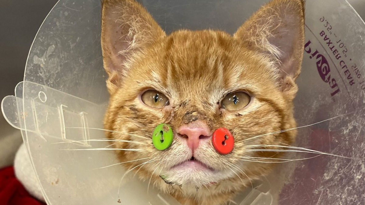 Illustration : "Ce chat opéré après une attaque de chiens porte d'insolites boutons sur la mâchoire et attend une nouvelle famille ! "